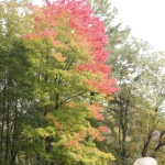 scenery026