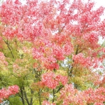 scenery030