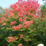 scenery031