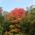scenery032