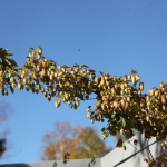 biere-de-mac012