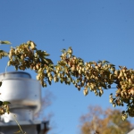 biere-de-mac013
