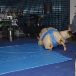 sumo-showdown_458