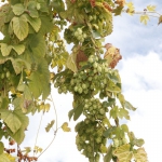 hop-valley-brewing026