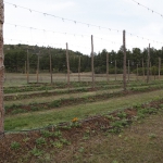 high-altitude-hops_041