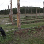 high-altitude-hops_043