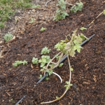 high-altitude-hops_045
