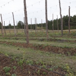 high-altitude-hops_047
