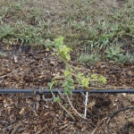 high-altitude-hops_049
