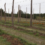 high-altitude-hops_051