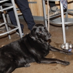 lone-tree-brewing_138
