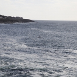 whales_055