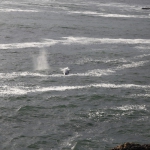 whales_072