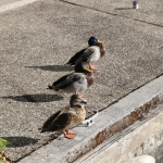 stickmen-brewing-oswego020
