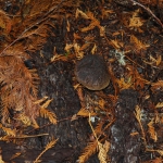 oregon_007