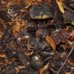 oregon_008