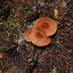 oregon_009