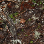 oregon_011