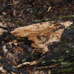 oregon_013