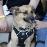 summer-beer-fest2019_209
