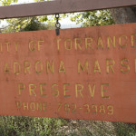 madrona-marsh-002