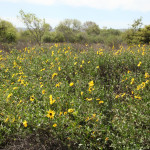 madrona-marsh-009