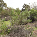 madrona-marsh-014