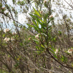 madrona-marsh-015