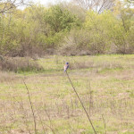 madrona-marsh-020