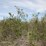 madrona-marsh-022