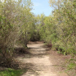 madrona-marsh-023