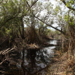 madrona-marsh-028