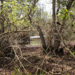 madrona-marsh-030