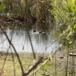 madrona-marsh-032