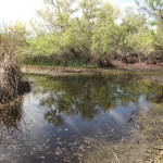 madrona-marsh-037