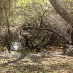madrona-marsh-039
