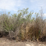 madrona-marsh-041
