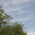 madrona-marsh-042