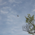 madrona-marsh-046