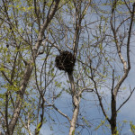 madrona-marsh-048