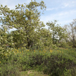 madrona-marsh-055