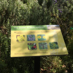 madrona-marsh-059