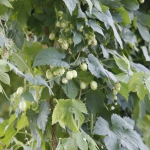 single-hill-brewing_006