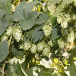 bale-breaker-brewing004
