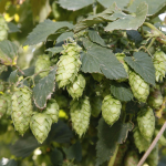 bale-breaker-brewing005