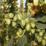 bale-breaker-brewing009
