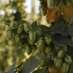 bale-breaker-brewing010