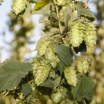 bale-breaker-brewing013